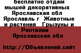 бесплатно отдам мышей декоративных - Ярославская обл., Ярославль г. Животные и растения » Грызуны и Рептилии   . Ярославская обл.